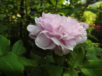 DSCI0343.webp