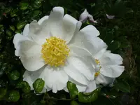 DSCI0583.webp