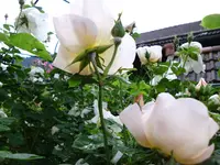 DSCI0589.webp