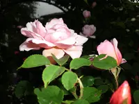 DSCI0596.webp