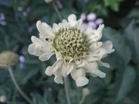 s-l1600.webp