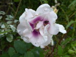 P1110201.JPG