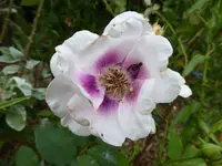 P1110203.webp P1110203.webp