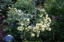 Rose Lovley Green0217.webp