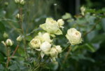 Rose Lovley Green0418.JPG