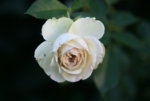 Rose Lovley Green0518.JPG