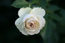 Rose Lovley Green0518.webp