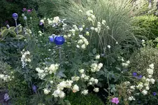 Rose Lovley Green0708d.webp