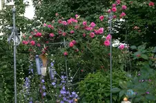 Rose Mdme. Isaak Pereire1308f.webp