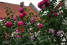 Rose Mdme. Isaak Pereire1408.webp