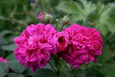 Rose Mdme. Isaak Pereire1409b.webp