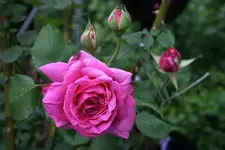 Rose Mdme. Isaak Pereire1509b.webp