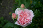 Rose Kathryn Morley0610b.jpg