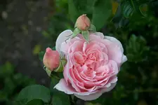 Rose Kathryn Morley0610b.webp