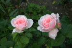 Rose Kathryn Morley0710a.jpg