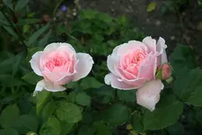 Rose Kathryn Morley0710a.webp