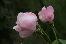 Rose Kathryn Morley0712.webp