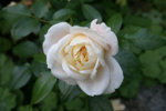 Rose Kosmos0211b.jpg