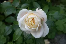 Rose Kosmos0211b.webp