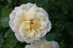 Rose Kosmos0310b.jpg