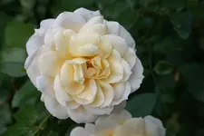 Rose Kosmos0310b.webp