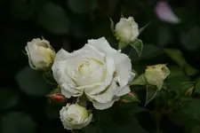 Rose Kosmos0313.webp