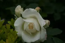 Rose Kosmos0413.jpg