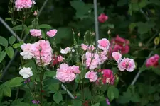 Rose Mistresss Quickly0213.webp