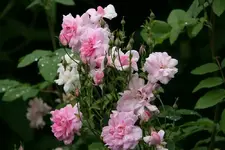 Rose Mistresss Quickly0513 (2).jpg