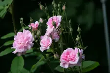 Rose Mistresss Quickly0313.webp