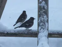 DSCF2095.webp