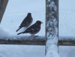 DSCF2095.JPG