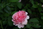 Rose Mark0217.JPG