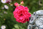 Rose Mark0417.JPG