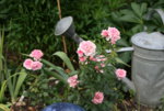 Rose Mark0418.JPG