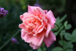 Rose Mark0518.JPG