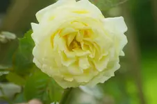 Elfe Kletterr.Tantau 2000.webp