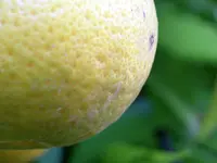 IMGP6234.webp