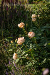 _IGP4582.jpg