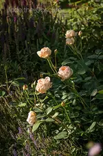 _IGP4582.webp