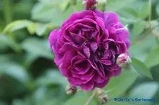 Reine de Violettes Millet-Mallet, Frankreich, 1860.webp