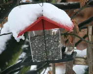 Jan.0519.jpg Weidenmeise.JPG