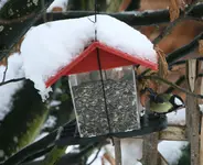 Jan.0619.jpg Kohlmeise.webp