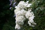 Rose Meidiland Alba0116.JPG