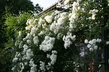 Rose Meidiland Alba0118.webp