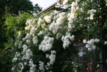 Rose Meidiland Alba0118.JPG