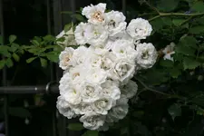 Rose Meidiland Alba0318.webp