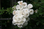 Rose Meidiland Alba0318.JPG