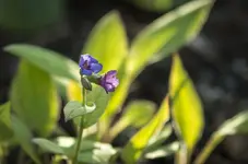 _IGP8871.webp