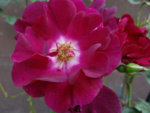 IMG_1742.JPG